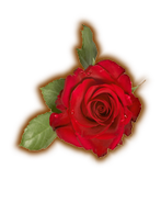 Red Rose
